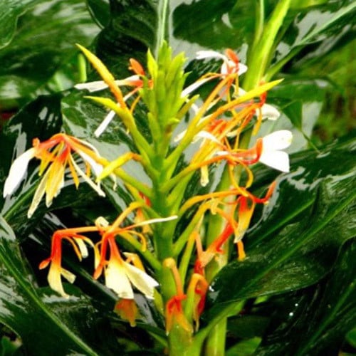 HEDYCHIUM SPICATUM seed image