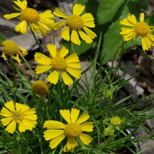 HELENIUM AMARUM SEEDS (Yellowdicks, Yellow Sneezeweed