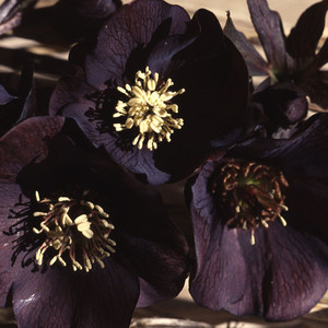 HELLEBORUS ORIENTALIS 'BLACK BEAUTY' seed image