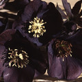 HELLEBORUS ORIENTALIS 'BLACK BEAUTY' seed image