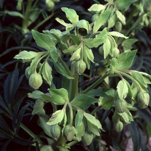 HELLEBORUS FOETIDUS seed image