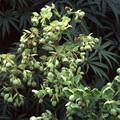 HELLEBORUS FOETIDUS MISS JEKYLL'S SCENTED seed image