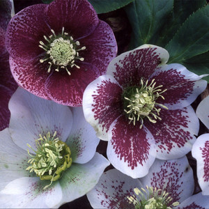 HELLEBORUS ORIENTALIS 'HELEN BALLARD'S' seed image