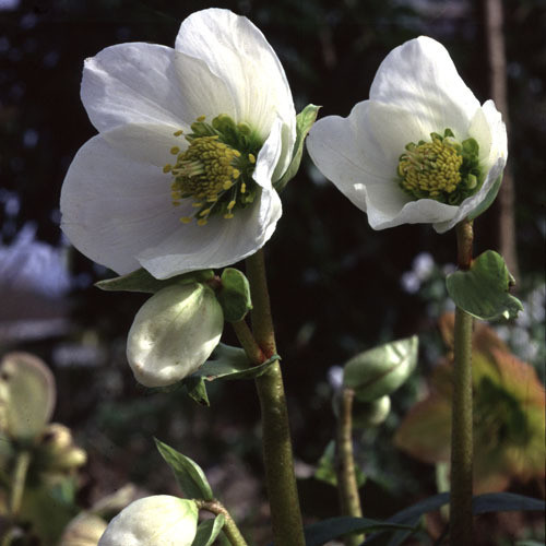 HELLEBORUS NIGER seed image