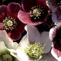 HELLEBORUS ORIENTALIS 'BEST COLOURS' seed image