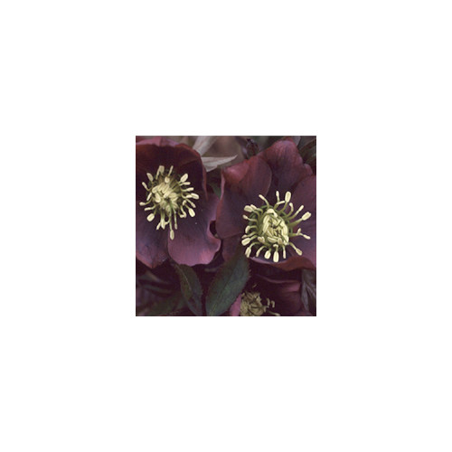 HELLEBORUS ORIENTALIS REDS seed image