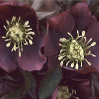 HELLEBORUS ORIENTALIS REDS seed image