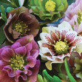 HELLEBORUS ORIENTALIS PLANTWORLD DOUBLES seed image