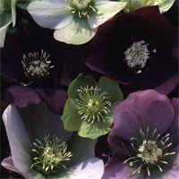 HELLEBORUS ORIENTALIS 'PRIZE WINNERS' seed image
