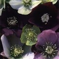 HELLEBORUS ORIENTALIS 'PRIZE WINNERS' seed image