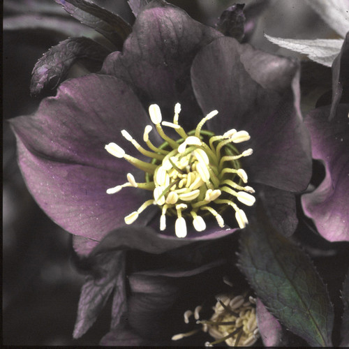 HELLEBORUS ORIENTALIS RITA'S BLACK seed image