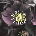 HELLEBORUS ORIENTALIS RITA'S BLACK seed image