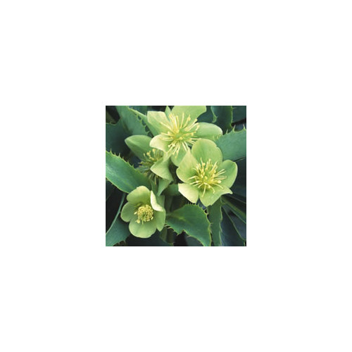 HELLEBORUS ARGUTIFOLIUS 'SILVER LACE' seed image