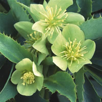HELLEBORUS ARGUTIFOLIUS 'SILVER LACE' seed image