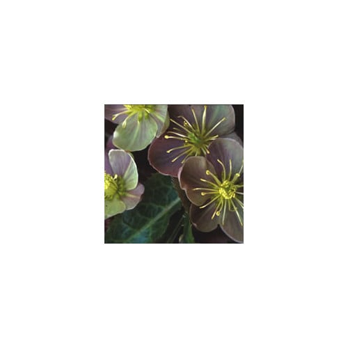 HELLEBORUS X STERNII BLACKTHORN STRAIN seed image