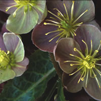 HELLEBORUS X STERNII BLACKTHORN STRAIN seed image