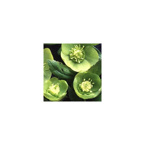 HELLEBORUS VIRIDIS seed image