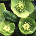 HELLEBORUS VIRIDIS seed image
