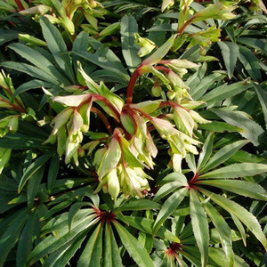 HELLEBORUS FOETIDUS 'WESTER FLISK' seed image