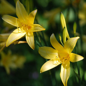 HEMEROCALLIS LILIOASPHODELUS seed image