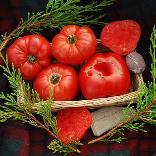 TOMATO HENDERSON'S WINSALL seed image