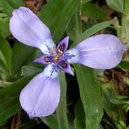 HERBERTIA LAHUE seed image