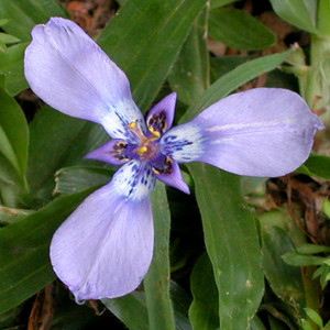 HERBERTIA LAHUE seed image