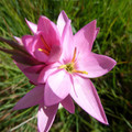 HESPERANTHA BAURII seed image