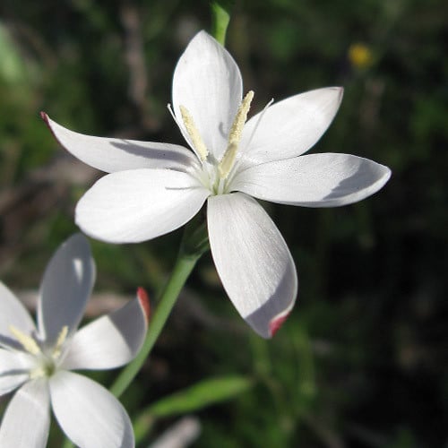 HESPERANTHA FALCATA seed image