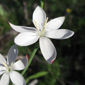 HESPERANTHA FALCATA seed image
