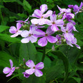 HESPERIS MATRONALIS seed image