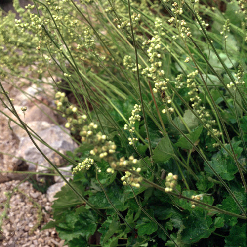 HEUCHERA CYLINDRICA 'GREENFINCH' seed image