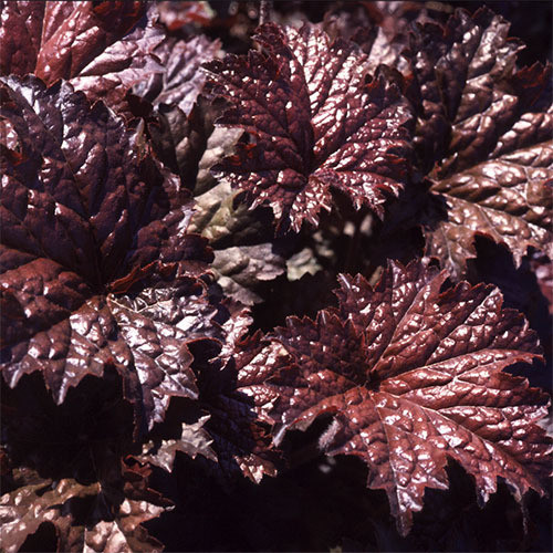 HEUCHERA 'EMPEROR'S CLOAK' (AMERICANA) seed image