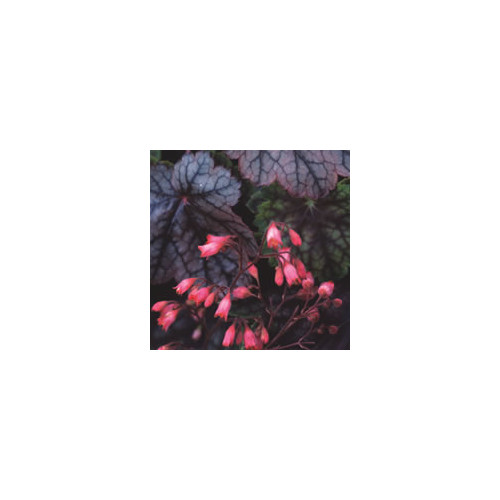 HEUCHERA 'METALLICA' (AMERICANA) seed image