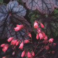 HEUCHERA 'METALLICA' (AMERICANA) seed image