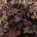 HEUCHERA 'PALACE PURPLE' (AMERICANA) seed image