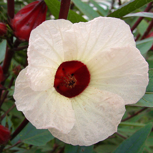 HIBISCUS SABDARIFFA seed image