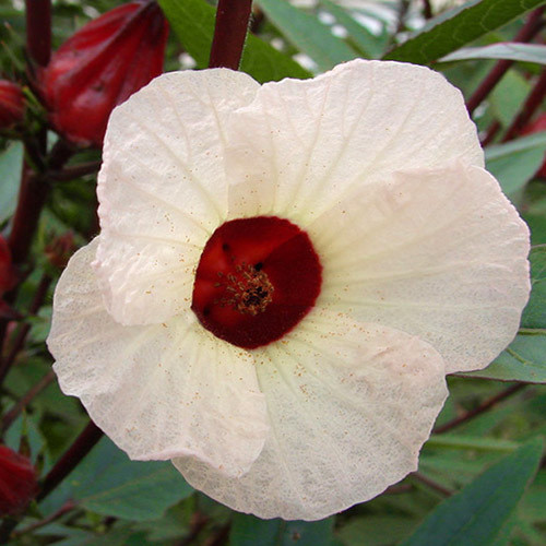Hibiscus Sabdariffa Rosa aus Jamaica Seeds Roselle Saatgut