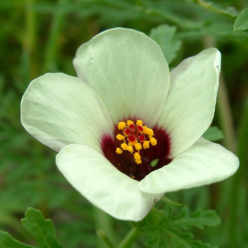 HIBISCUS TRIONUM seed image