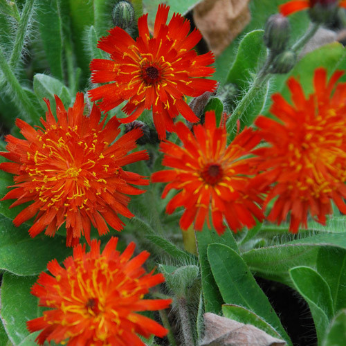 HIERACIUM AURANTIACUM seed image