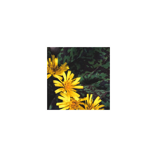 HIERACIUM 'CHOCOLATE DIP' seed image