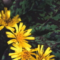 HIERACIUM 'CHOCOLATE DIP' seed image