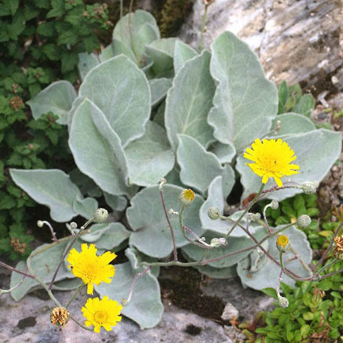 HIERACIUM LANATUM seed image