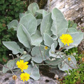 HIERACIUM LANATUM seed image