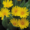 HIERACIUM VILLOSUM seed image