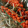 HIPPOPHAE RHAMNOIDES seed image