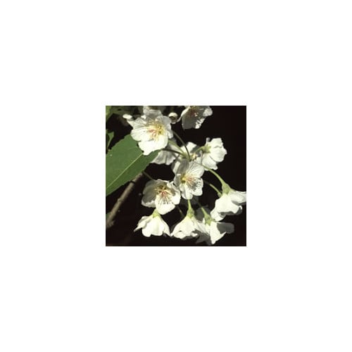 HOHERIA LYALLII seed image
