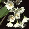 HOHERIA LYALLII seed image