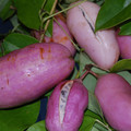 HOLBOELLA CORIACEA seed image