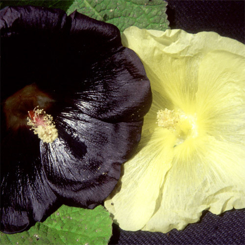 HOLLYHOCK CHOICE MIX seed image